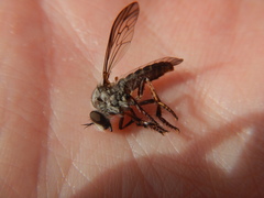 Heteropogon macerinus