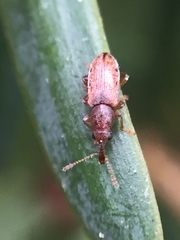 Rhinorhynchus rufulus