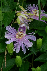 Passiflora incarnata