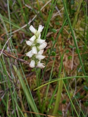 Spiranthes