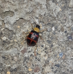 Gynandrobrotica