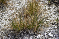 Deschampsia