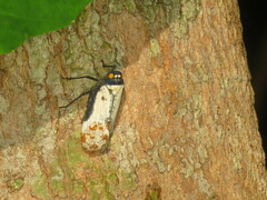 Penthicodes farinosus