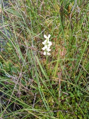 Spiranthes