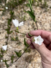 Stylisma humistrata