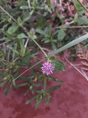 Gomphrena
