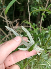 Cirsium discolor