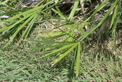 Cyperus alternifolius