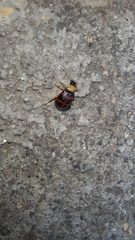 Gynandrobrotica