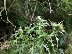 Cirsium discolor