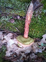 Aureoboletus russellii