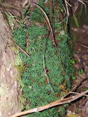 Dawsonia