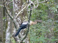 Anhinga anhinga