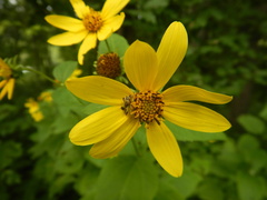 Helianthus decapetalus