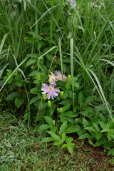 Passiflora incarnata