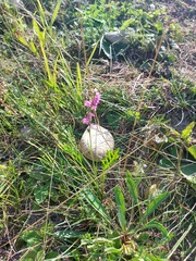 Spiranthes australis