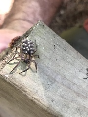 Tigrosa helluo