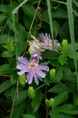 Passiflora incarnata