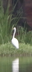 Ardea alba egretta
