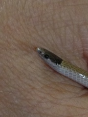 Tantilla hobartsmithi