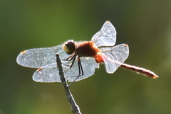 Sympetrum rubicundulum