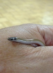 Tantilla hobartsmithi