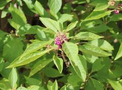 Callicarpa americana