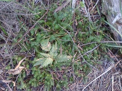 Stenanthera pinifolia