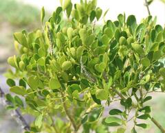 Dermatophyllum secundiflorum