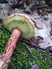 Aureoboletus russellii