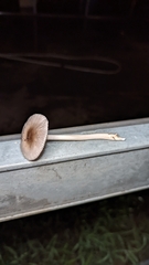 Amanita vaginata