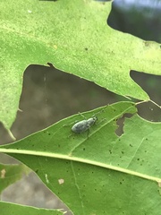Cyrtepistomus castaneus