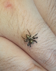 Salticinae