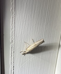 Fissicrambus mutabilis