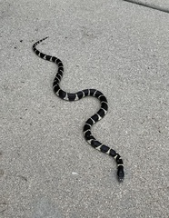 Lampropeltis californiae