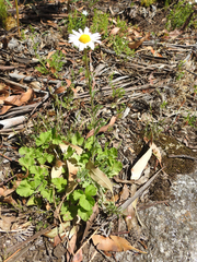 Brachyscome multifida