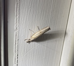 Fissicrambus mutabilis
