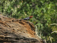 Agama planiceps
