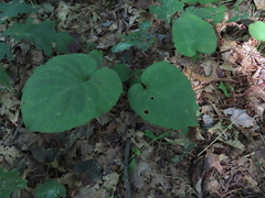 Eurybia macrophylla