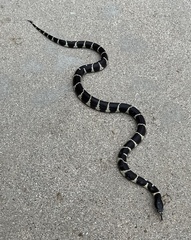 Lampropeltis californiae