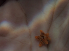 Aquilonastra