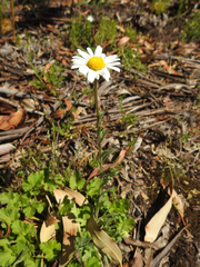 Brachyscome multifida