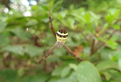 Argiope minuta