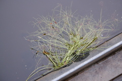 Juncus bulbosus