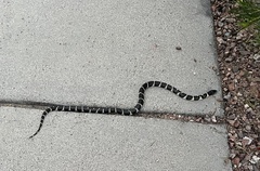 Lampropeltis californiae
