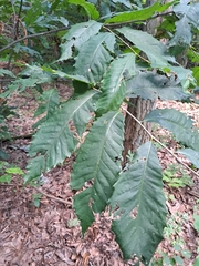 Castanea dentata