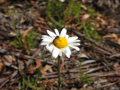 Brachyscome multifida