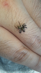 Salticinae
