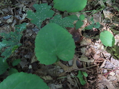 Eurybia macrophylla
