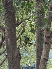Dendrocitta formosae